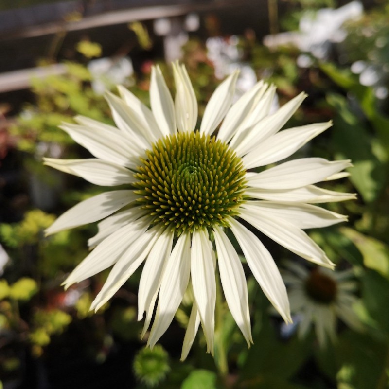 Purpursolhat White Swan - Bakke med 28 plugs. - Echinacea purpurea White Swan