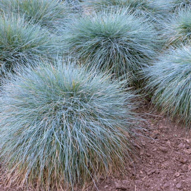 Blå Bjørnegræs Elijah Blue - Bakke med 28 plugs. - Festuca glauca Elijah Blue