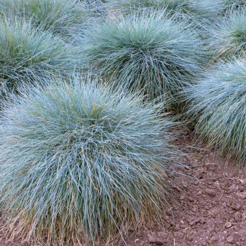 Blå Bjørnegræs Elijah Blue - Bakke med 28 plugs. - Festuca glauca Elijah Blue