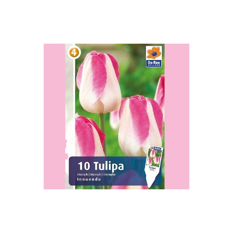 Tulipanløg Innuendo - Triumph Tulipan / 10 løg