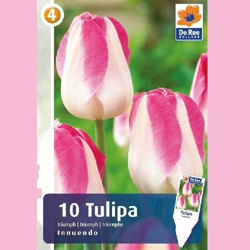 Tulipanløg Innuendo - Triumph Tulipan / 10 løg