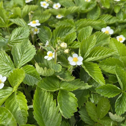 Månedsjordbær Rügen - Bakke med 28 plugs. - Fragaria vesca Rügen