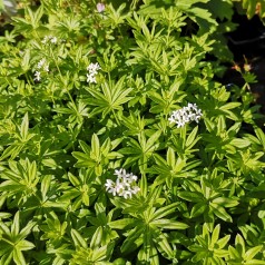 Skovmærke / Galium odoratum