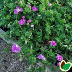 Geranium sanguineum - Storkenæb