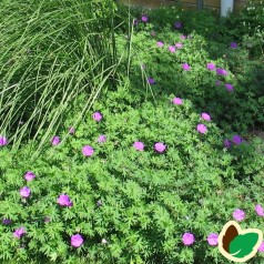 Geranium sanguineum - Storkenæb