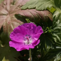 Geranium sanguineum - Storkenæb