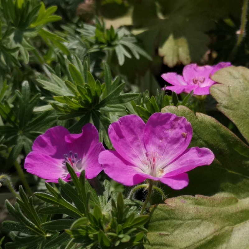 Geranium sanguineum - Storkenæb
