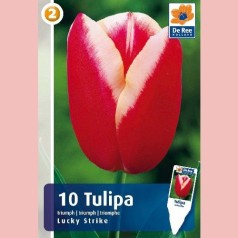 Tulipan Lucky Strike / Triumph Tulipan - 10 Løg