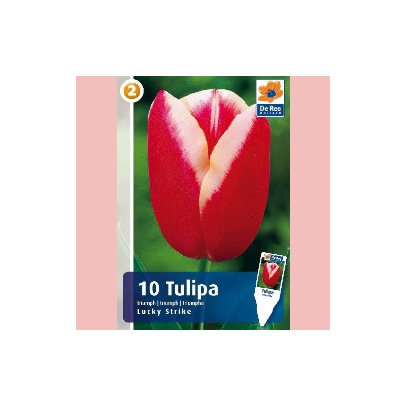 Tulipan Lucky Strike / Triumph Tulipan - 10 Løg