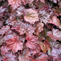 Alunrod Palace Purple - Bakke med 28 plugs. - Heuchera micrantha Palace Purple