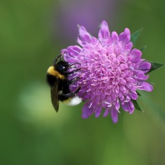 Blåhat - Bakke med 28 plugs. - Knautia arvensis