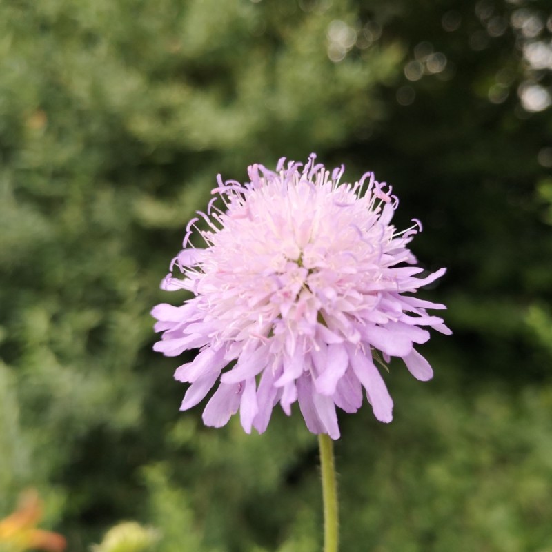 Knautia arvensis - Blåhat