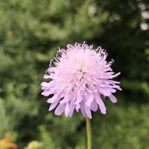 Knautia arvensis - Blåhat