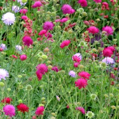 Blåhat Melton Pastels - Bakke med 28 plugs. - Knautia macedonica Melton Pastels