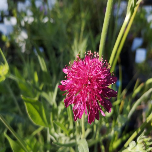 Blåhat Melton Pastels - Knautia macedonica Melton Pastels