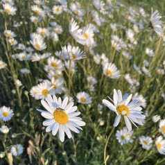 Hvid okseøje - Bakke med 28 plugs. - Leucanthemum vulgare