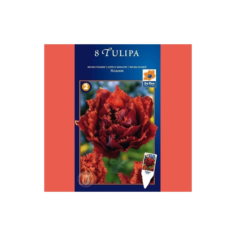 Tulipan Maroon - Dobbelt Tulipan / 8 Løg