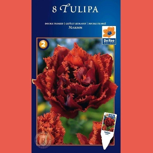 Tulipan Maroon - Dobbelt Tulipan / 8 Løg