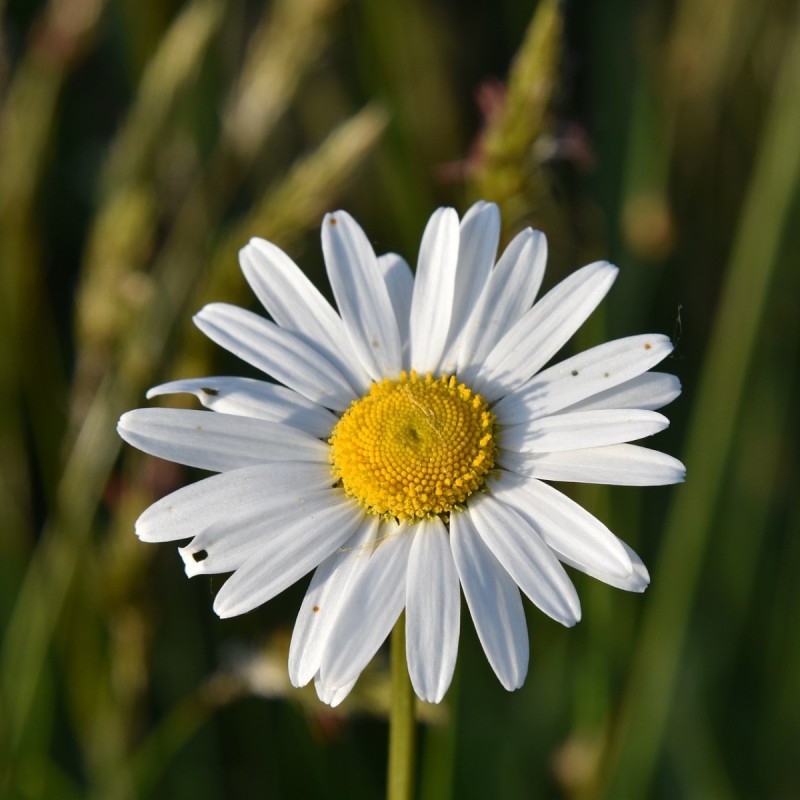 Hvid okseøje - Bakke med 28 plugs. - Leucanthemum vulgare