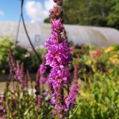 Lythrum Salicaria / Kattehale