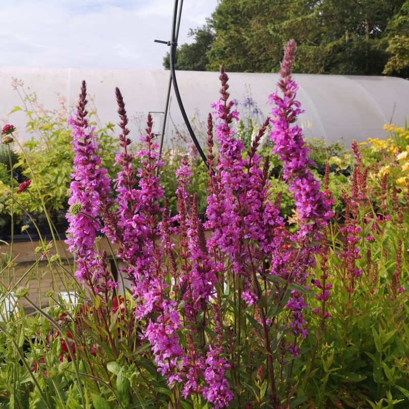 Lythrum Salicaria / Kattehale