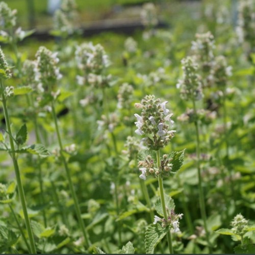 Citron Katteurt - Bakke med 28 plugs. - Nepeta cataria ssp. citriodora