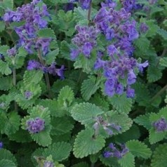 Nepeta faassenii Blue Wonder / Katteurt