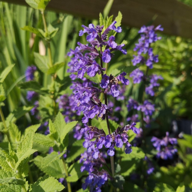 Katteurt Blue Wonder - Bakke med 28 plugs. - Nepeta faassenii Blue Wonder