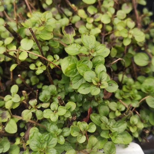 Origanum vulgare Compactum / Pizza Origano