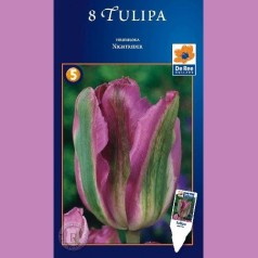 Tulipan Nightrider - Enkelt Tulipan / 8 Løg