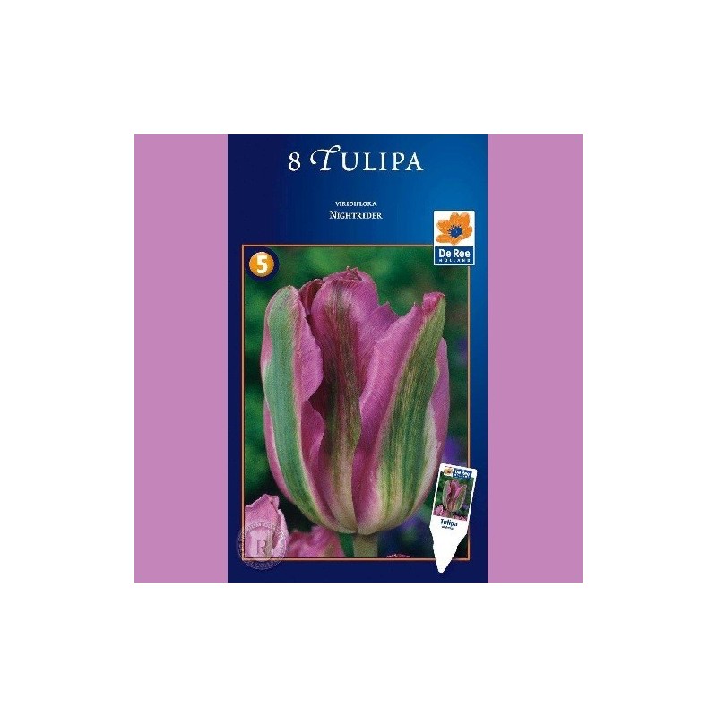 Tulipan Nightrider - Enkelt Tulipan / 8 Løg