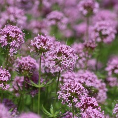Phuopsis stylosa / Rosenskovmærke