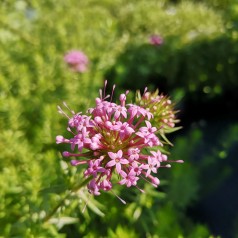 Phuopsis stylosa / Rosenskovmærke