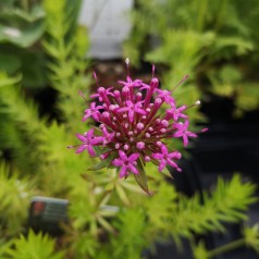 Rosenskovmærke - Bakke med 28 plugs. - Phuopsis stylosa