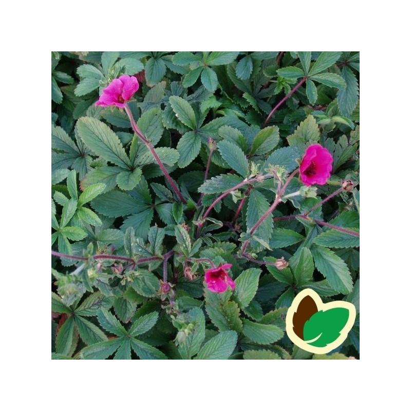 Potentilla nepalensis Ron Macbeath / Indisk Potentil