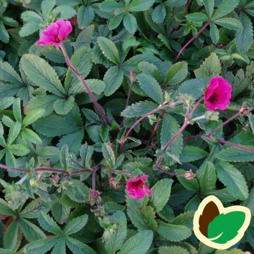 Potentilla nepalensis Ron Macbeath / Indisk Potentil