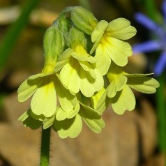 Primula elatior - Primula