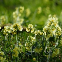Primula elatior - Primula