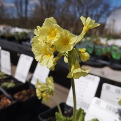 Primula elatior - Primula
