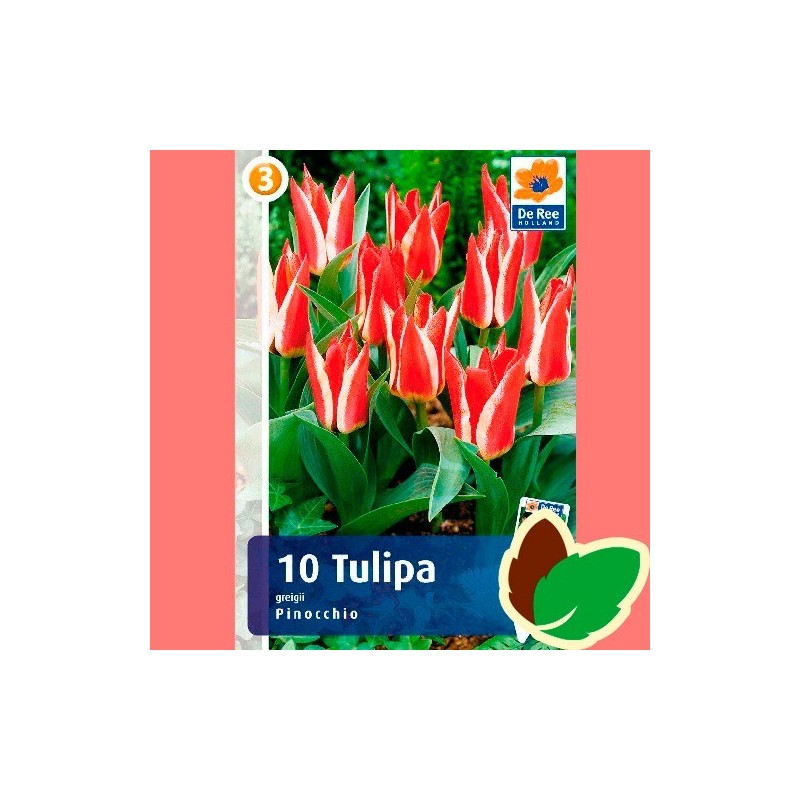 Tulipanløg Pinocchio / Greigii Tulipan - 10 Løg