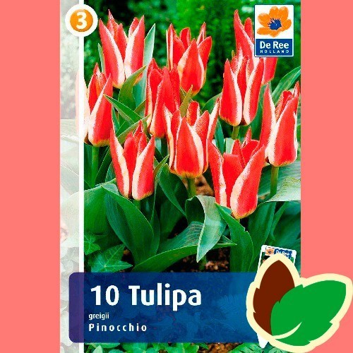 Tulipanløg Pinocchio / Greigii Tulipan - 10 Løg