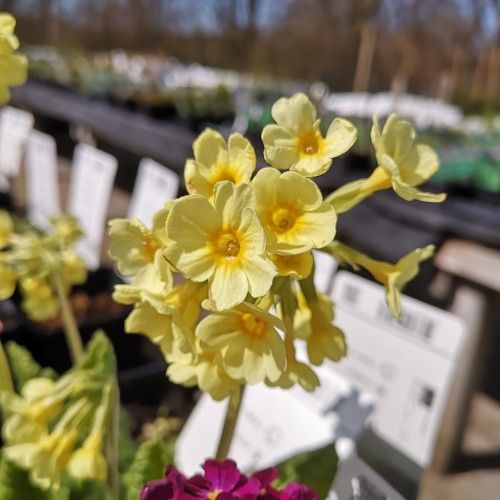 Primula elatior - Primula