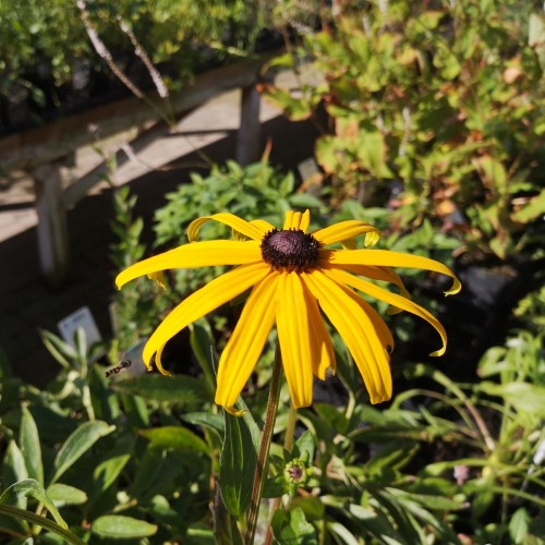 Rudbeckia fulgida Goldsturm / Solhat