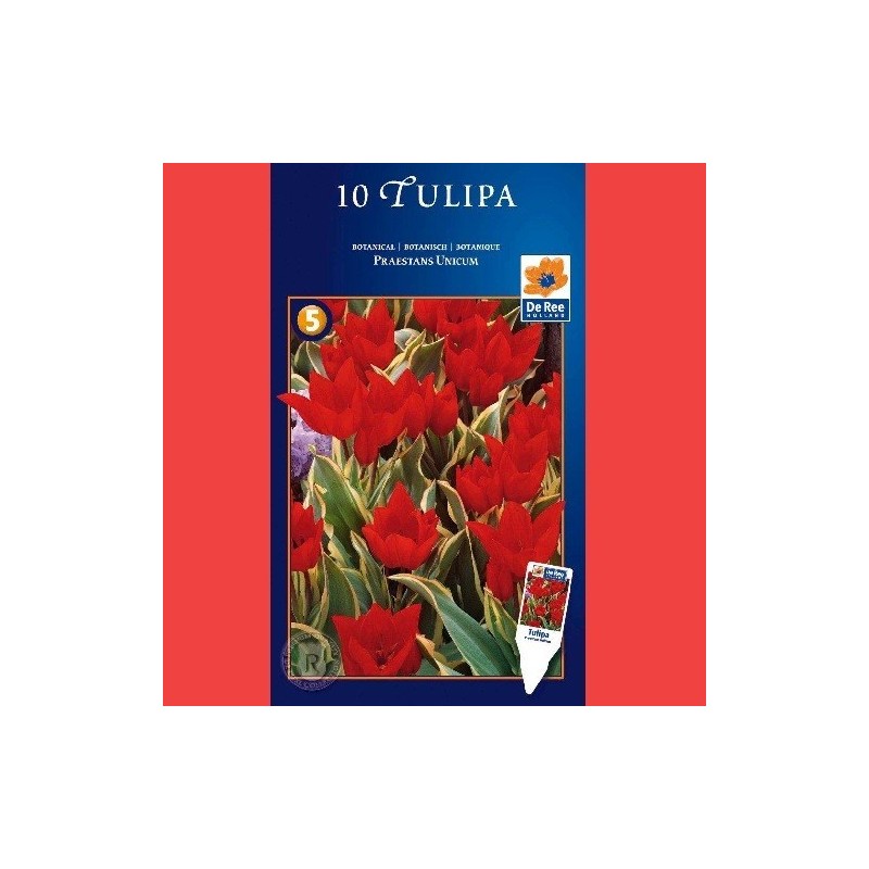 Tulipan Praestaens Unicum - Botanisk Tulipan / 10 Løg