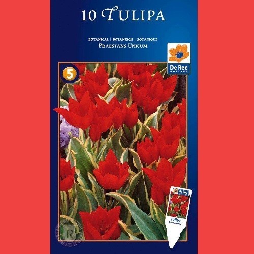 Tulipan Praestaens Unicum - Botanisk Tulipan / 10 Løg