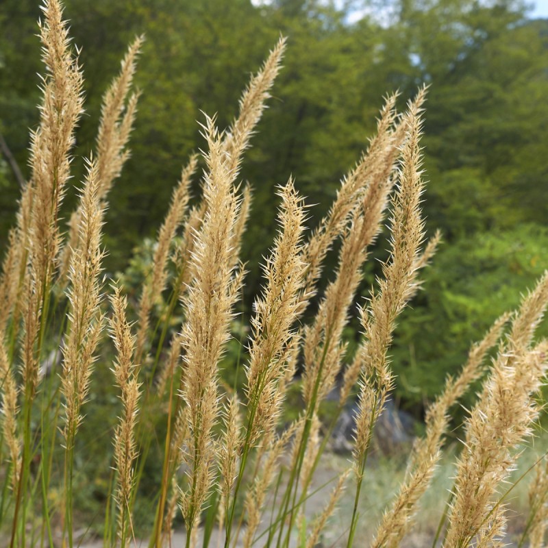 Fjergræs - Bakke med 28 plugs. - Achnatherum calamagrostis (Stipa)