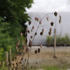 Hjertegræs - Bakke med 28 plugs. - Briza media