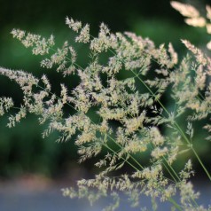 Calamagrostis acutiflora Karl Foerster / Rørhvene