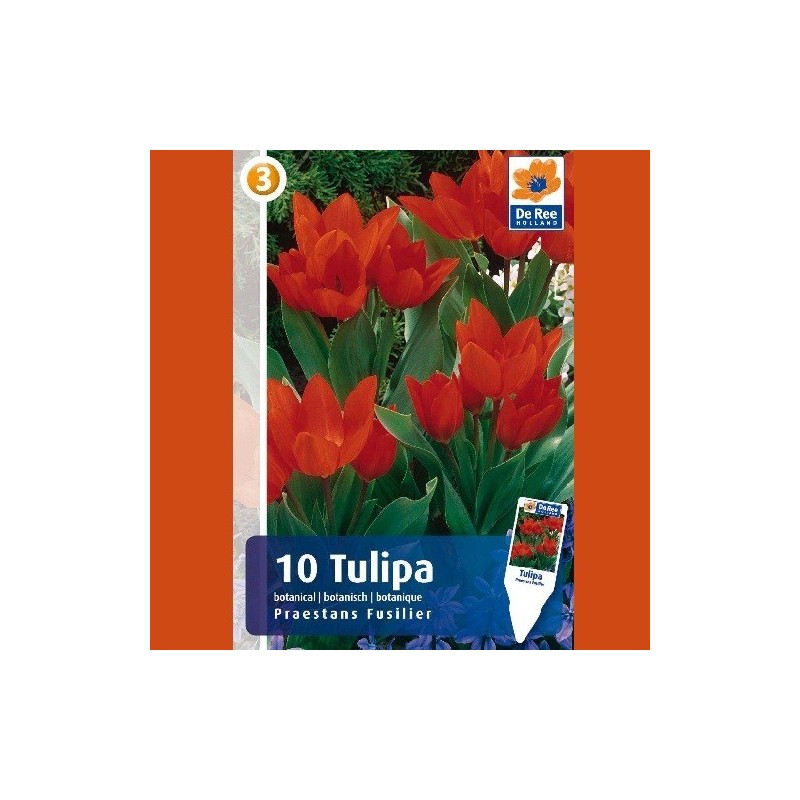 Tulipan Praestans Fuselier / Botanisk Tulipan - 10 Løg