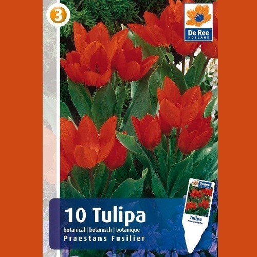 Tulipan Praestans Fuselier / Botanisk Tulipan - 10 Løg